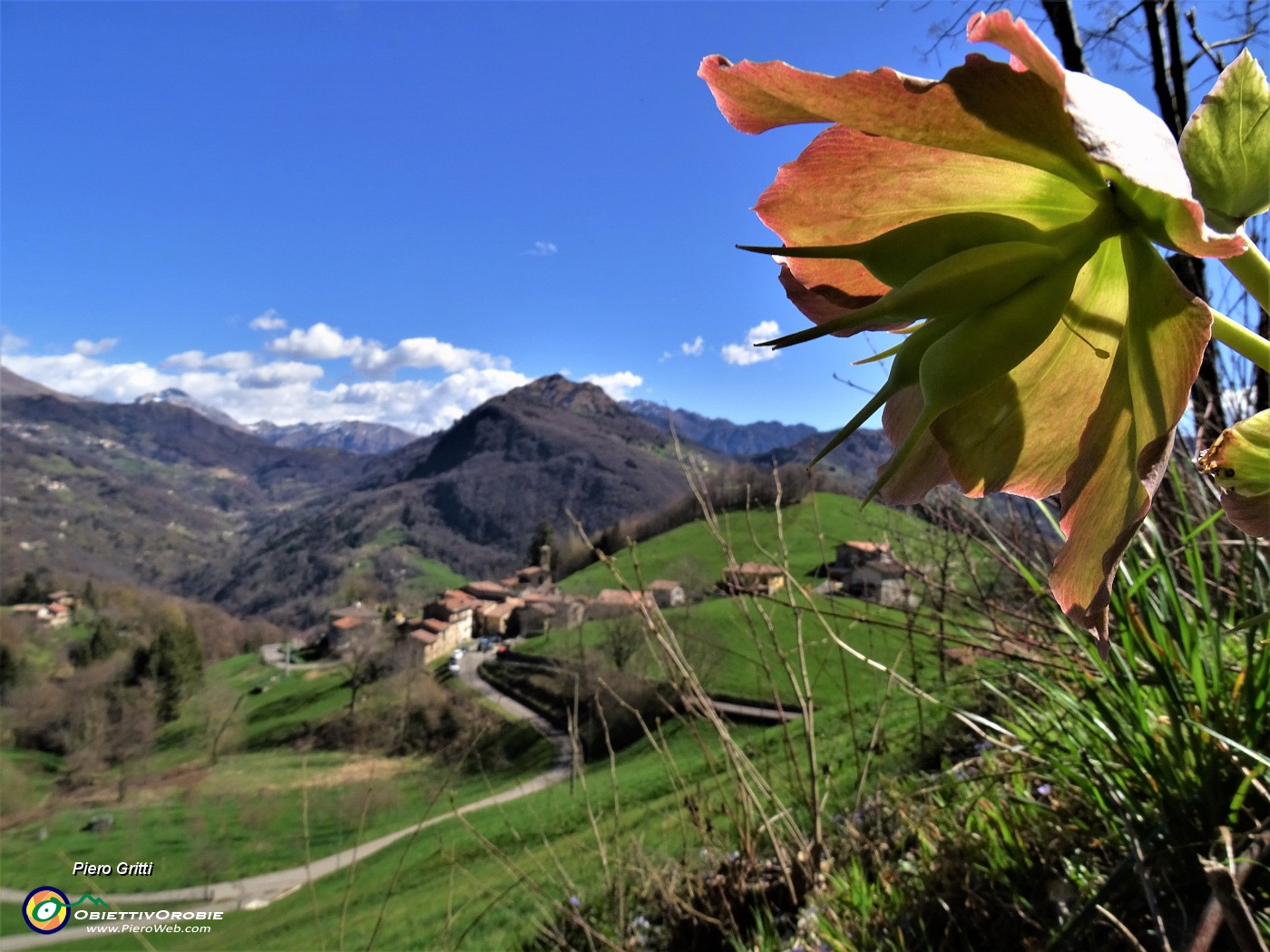 16 Helleborus niger (Ellebori) con vista su Alino.JPG